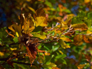 Картинка природа листья макро осень цвета