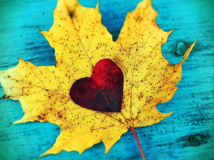Картинка природа листья любовь autumn love сердце heart fall leaves leaf листопад
