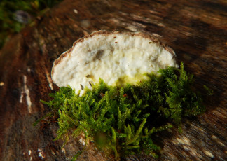 Картинка природа грибы мох гриб кора
