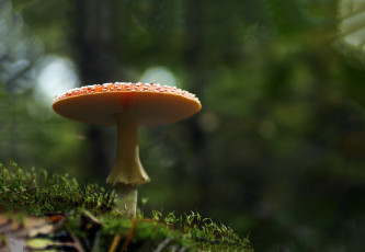 Картинка природа грибы +мухомор макро лес мох