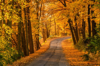 Картинка природа дороги colorful leaves trees парк лес дорога деревья осень листья walk autumn park colors fall path road forest