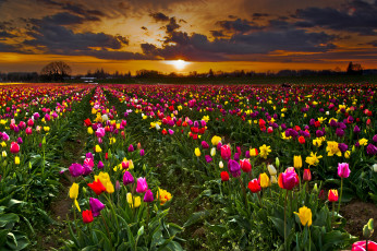Картинка природа поля поле тюльпаны