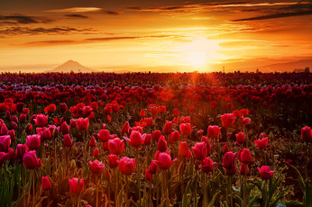 Картинка природа восходы закаты поле тюльпаны заря