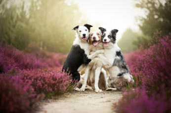 Картинка животные собаки друзья border collies