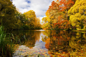 Картинка природа парк петербург река деревья осень