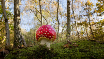 Картинка природа грибы +мухомор мох лес