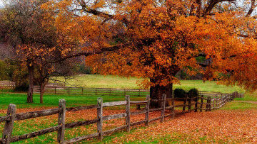Картинка природа парк nature trees leaves colorful road path autumn fall colors walk листья осень дорога