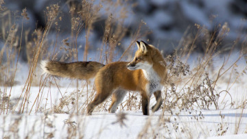 Картинка животные лисы лисица зима