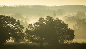 Картинка природа деревья силуэты туман утро