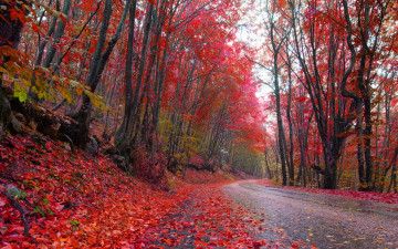 обоя природа, дороги, autumn, роща, краски, красные, листья, осень, дорога