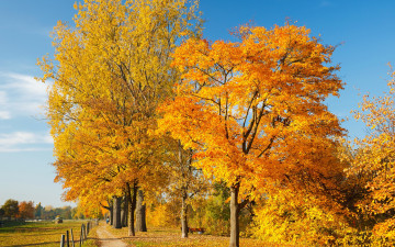 Картинка природа дороги дорога осень фото листья деревья