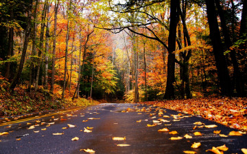 обоя природа, дороги, осень, дорога, лес