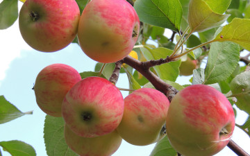 Картинка природа плоды яблоки ветка