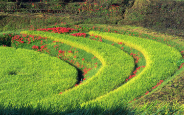Картинка природа поля трава луг круги кольца цветы