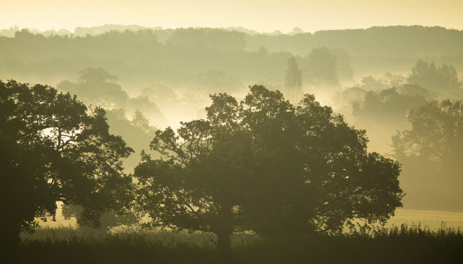 Обои картинки фото природа, деревья, силуэты, туман, утро
