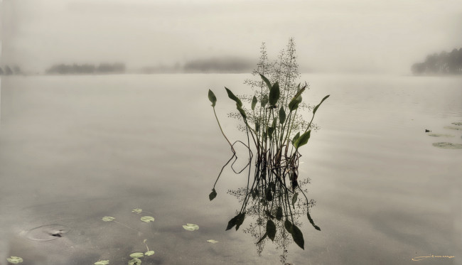 Обои картинки фото природа, макро, озеро, вода, утро, туман, растения