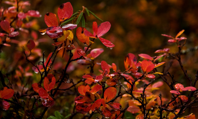 Обои картинки фото природа, листья, осень, красные, ветки, сырость, капли, вода