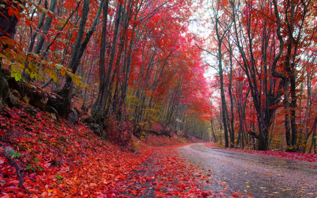 Обои картинки фото природа, дороги, autumn, роща, краски, красные, листья, осень, дорога