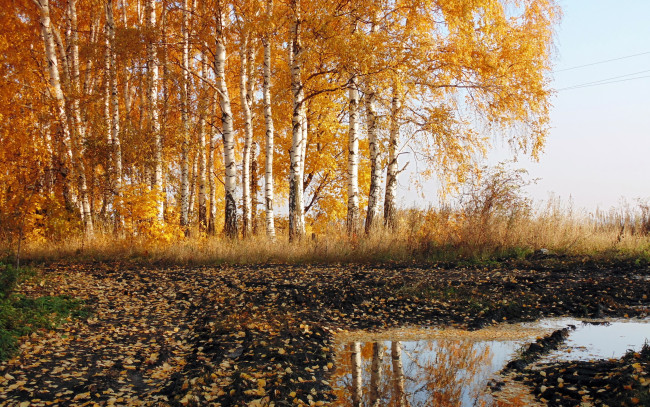 Обои картинки фото природа, пейзажи, берёзы, осень