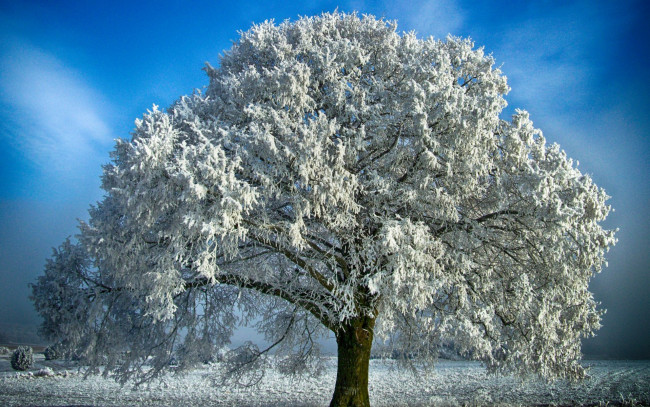 Обои картинки фото природа, зима, снег, дерево