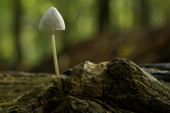 Обои картинки фото природа, грибы, макро, лес, бревно