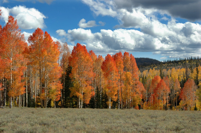 Обои картинки фото природа, лес, небо, холмы, деревья, поле, осень, облака
