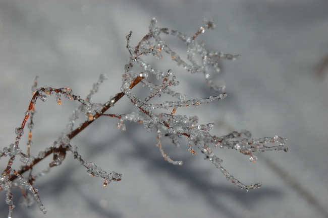 Обои картинки фото природа, макро, веточка, лед, зима, холод, серый