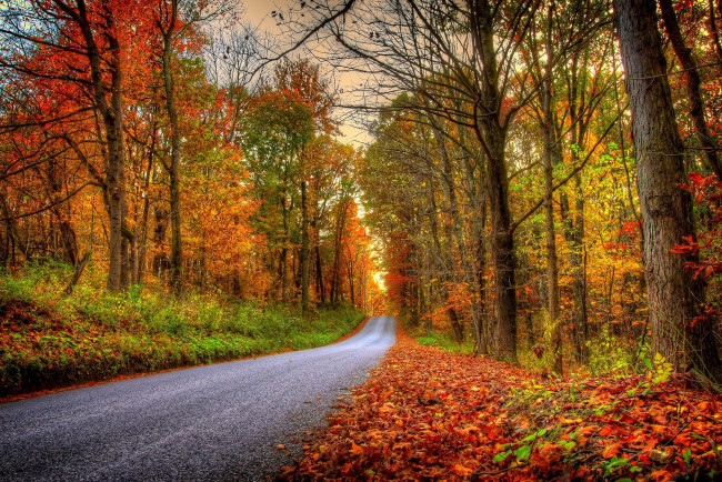 Обои картинки фото природа, дороги, nature, forest, park, trees, leaves, colorful, road, path, autumn, fall, colors, walk, листья, осень, деревья, дорога, лес, парк