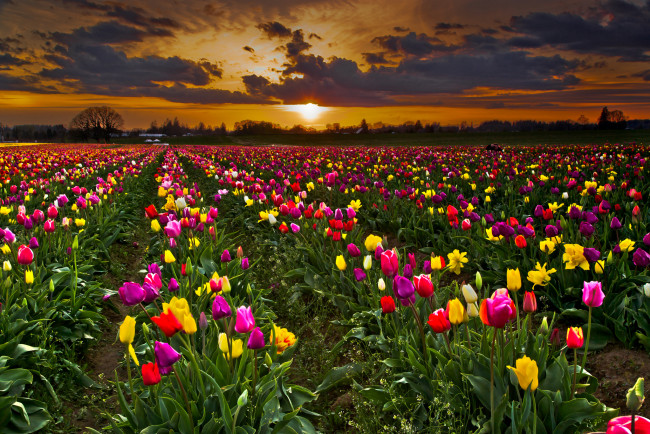Обои картинки фото природа, поля, поле, тюльпаны