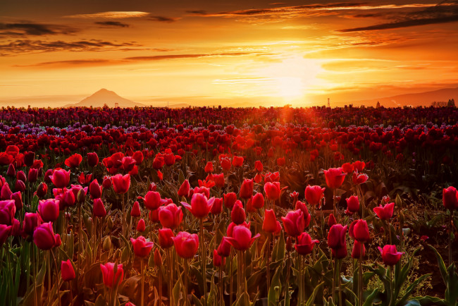 Обои картинки фото природа, восходы, закаты, поле, тюльпаны, заря