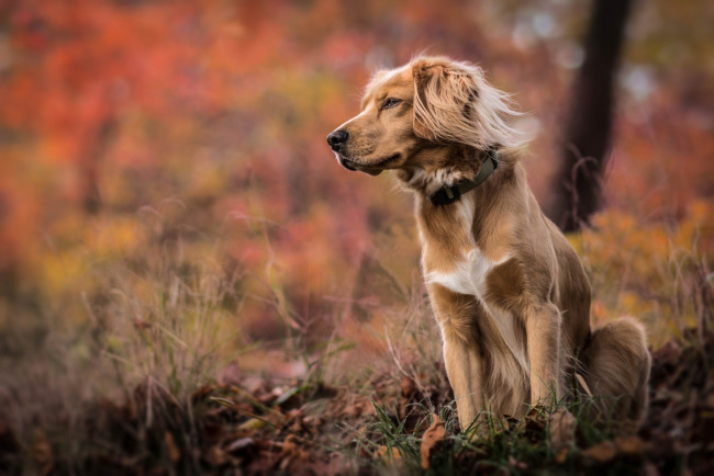 Обои картинки фото животные, собаки, природа, осень, трава, собака