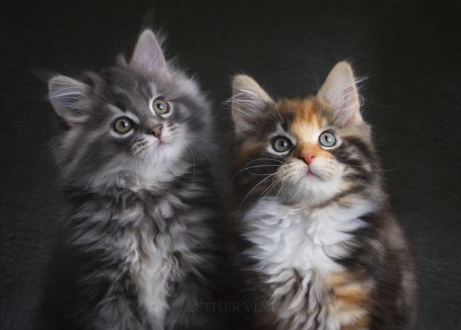 Обои картинки фото животные, коты, котята, пара, серый, трехцветная