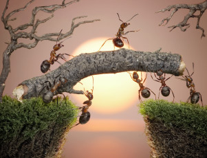Картинка животные насекомые муравьи мох макро солнце закат берега мостик работа ситуация