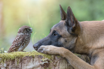 Картинка животные разные+вместе сова птица пень голова профиль пёс собака животное