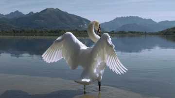 Картинка животные лебеди птица горы лебедь природа озеро крылья