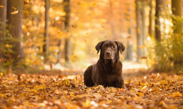 Картинка животные собаки друг взгляд собака осень