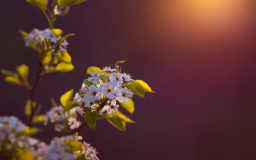 Картинка цветы цветущие+деревья+ +кустарники природа свет ветка