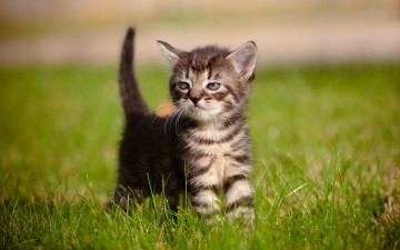 Картинка животные коты трава малыш котёнок