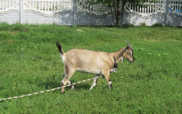 Картинка животные козы коза зелень лужайка