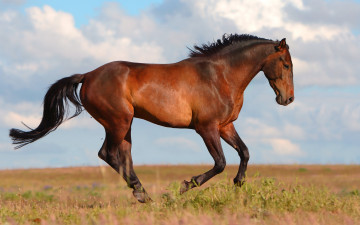 Картинка животные лошади поле коричневый конь лошадь небо лето