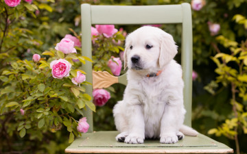Картинка животные собаки стул розы цветы щенок собака
