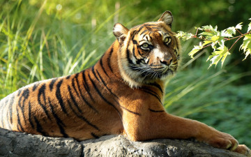 Картинка животные тигры ветка дикая кошка хищник тигр суматранский