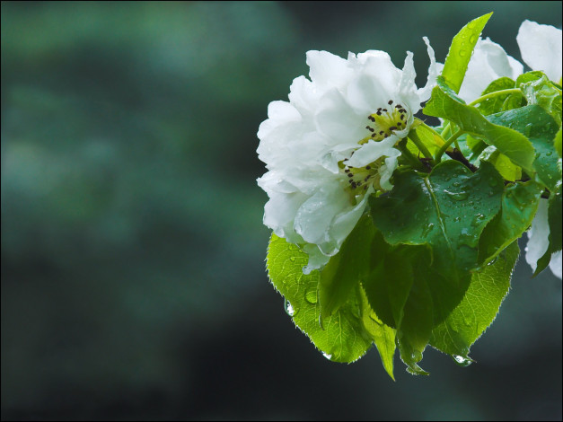 Обои картинки фото цветы, цветущие деревья ,  кустарники, яблоня, макро, весна