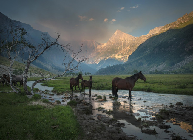 Обои картинки фото животные, лошади, дерево, трава, ручей, дымка, долина, ущелье, горы, водопой, кони
