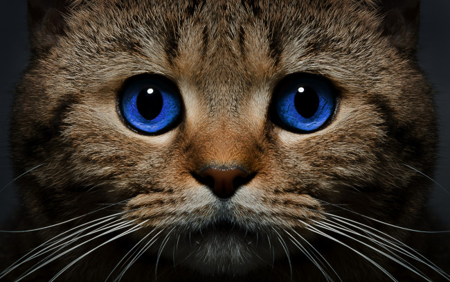 Обои картинки фото животные, коты, усы, голубые, глаза, взгляд, морда, кошка, кот