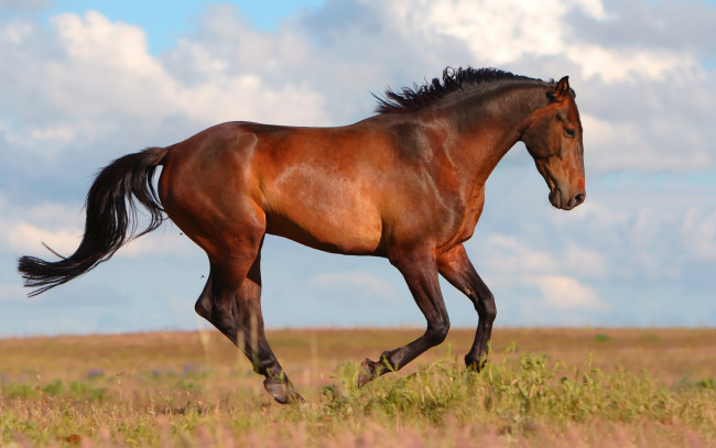 Обои картинки фото животные, лошади, поле, коричневый, конь, лошадь, небо, лето