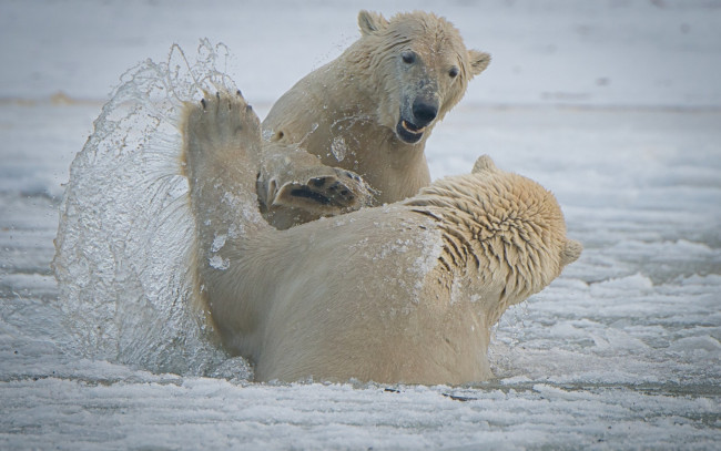 Обои картинки фото животные, медведи, arctic, national, wildlife, refuge, alaska, национальный, арктический, заповедник, аляска, белые, спарринг, брызги