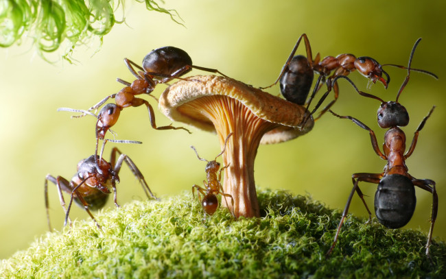 Обои картинки фото животные, насекомые, мох, гриб, ситуация, муравьи, макро