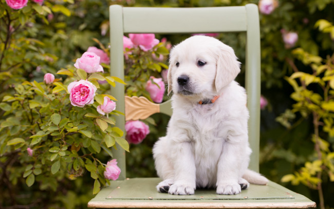 Обои картинки фото животные, собаки, стул, розы, цветы, щенок, собака