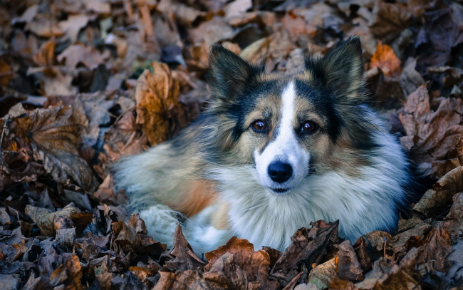 Обои картинки фото животные, собаки, взгляд, лежит, пес, лохматая, листва, собака, преданность